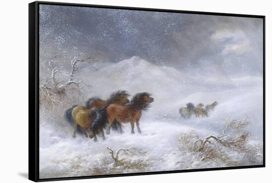 Welsh Ponies in the Snow-James Howie Carse-Framed Stretched Canvas