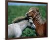 Welsh Ponies-null-Framed Premium Giclee Print