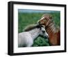 Welsh Ponies-null-Framed Art Print