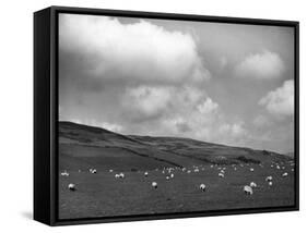 Welsh Sheep Grazing-null-Framed Stretched Canvas