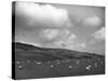 Welsh Sheep Grazing-null-Stretched Canvas