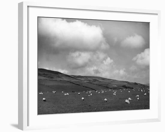 Welsh Sheep Grazing-null-Framed Photographic Print