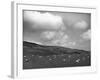 Welsh Sheep Grazing-null-Framed Photographic Print