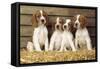 Welsh Springer Spaniel Dog Puppies-null-Framed Stretched Canvas