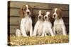 Welsh Springer Spaniel Dog Puppies-null-Stretched Canvas