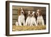 Welsh Springer Spaniel Dog Puppies-null-Framed Photographic Print