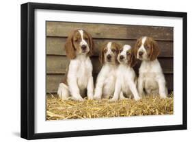 Welsh Springer Spaniel Dog Puppies-null-Framed Photographic Print