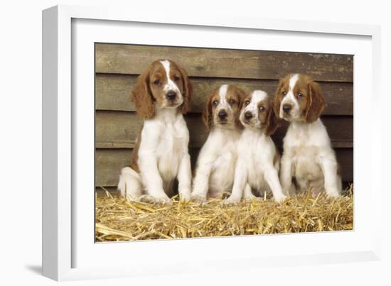 Welsh Springer Spaniel Dog Puppies-null-Framed Photographic Print