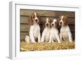 Welsh Springer Spaniel Dog Puppies-null-Framed Photographic Print