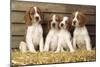 Welsh Springer Spaniel Dog Puppies-null-Mounted Photographic Print
