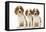 Welsh Springer Spaniel Dog X3 Puppies-null-Framed Stretched Canvas