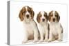 Welsh Springer Spaniel Dog X3 Puppies-null-Stretched Canvas