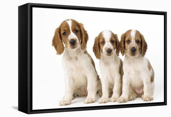 Welsh Springer Spaniel Dog X3 Puppies-null-Framed Stretched Canvas