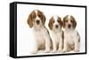 Welsh Springer Spaniel Dog X3 Puppies-null-Framed Stretched Canvas