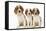 Welsh Springer Spaniel Dog X3 Puppies-null-Framed Stretched Canvas