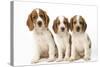 Welsh Springer Spaniel Dog X3 Puppies-null-Stretched Canvas