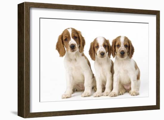 Welsh Springer Spaniel Dog X3 Puppies-null-Framed Photographic Print