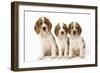 Welsh Springer Spaniel Dog X3 Puppies-null-Framed Photographic Print