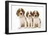 Welsh Springer Spaniel Dog X3 Puppies-null-Framed Photographic Print