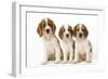 Welsh Springer Spaniel Dog X3 Puppies-null-Framed Photographic Print