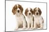 Welsh Springer Spaniel Dog X3 Puppies-null-Mounted Photographic Print