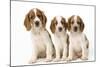 Welsh Springer Spaniel Dog X3 Puppies-null-Mounted Photographic Print