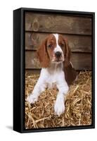 Welsh Springer Spaniel, Lying on Hay-null-Framed Stretched Canvas