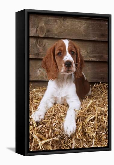 Welsh Springer Spaniel, Lying on Hay-null-Framed Stretched Canvas