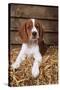 Welsh Springer Spaniel, Lying on Hay-null-Stretched Canvas