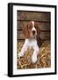 Welsh Springer Spaniel, Lying on Hay-null-Framed Premium Photographic Print