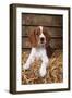 Welsh Springer Spaniel, Lying on Hay-null-Framed Photographic Print