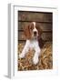 Welsh Springer Spaniel, Lying on Hay-null-Framed Photographic Print