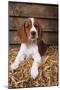 Welsh Springer Spaniel, Lying on Hay-null-Mounted Photographic Print