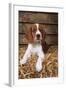 Welsh Springer Spaniel, Lying on Hay-null-Framed Photographic Print