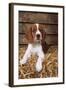 Welsh Springer Spaniel, Lying on Hay-null-Framed Photographic Print