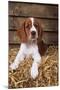 Welsh Springer Spaniel, Lying on Hay-null-Mounted Photographic Print