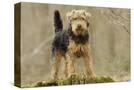 Stretched Canvas