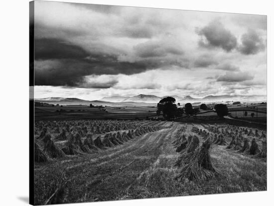 Welsh Wheat Fields with Snowdonia in the Distance-null-Stretched Canvas