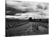 Welsh Wheat Fields with Snowdonia in the Distance-null-Stretched Canvas