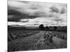 Welsh Wheat Fields with Snowdonia in the Distance-null-Mounted Photographic Print