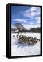 Welsh Winter Landscape-Charles Bowman-Framed Stretched Canvas