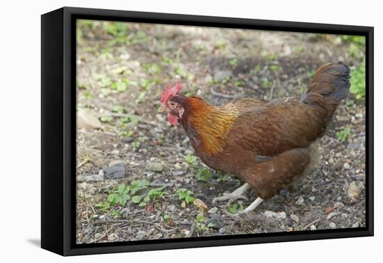 Welsummer Domestic Chicken Breed-null-Framed Stretched Canvas