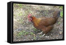 Welsummer Domestic Chicken Breed-null-Framed Stretched Canvas