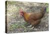 Welsummer Domestic Chicken Breed-null-Stretched Canvas