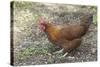 Welsummer Domestic Chicken Breed-null-Stretched Canvas