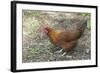 Welsummer Domestic Chicken Breed-null-Framed Photographic Print