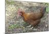 Welsummer Domestic Chicken Breed-null-Mounted Photographic Print
