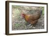 Welsummer Domestic Chicken Breed-null-Framed Photographic Print