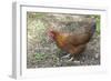 Welsummer Domestic Chicken Breed-null-Framed Photographic Print