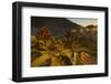 Welwitschia female plant with cones at sunset, Namib Naukluft National Park, Namibia.-Emanuele Biggi-Framed Photographic Print